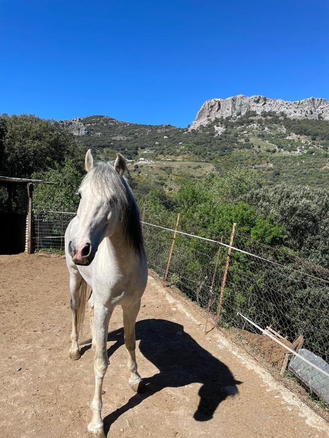 La Casita Del Fresnillo Βίλα Benalauría Εξωτερικό φωτογραφία